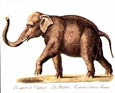 Karl Brodtmann - Elephant (Left)