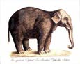 Karl Brodtmann - Elephant (Right)