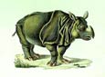 Karl Brodtmann - Horned Rhinoceros