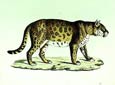 Karl Brodtmann - Male Jaguar