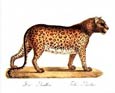 Karl Brodtmann - Leopard
