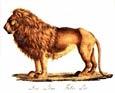 Karl Brodtmann - Lion