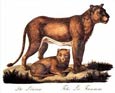 Karl Brodtmann - Lioness & Cub