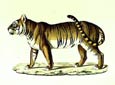 Karl Brodtmann - Female Royal Tiger