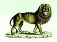 Karl Brodtmann - Senegal Lion