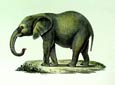 Karl Brodtmann - Young African Elephant