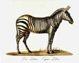Karl Brodtmann - Zebra