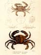 F. Cuvier - Cuvier Crustaceans Plate 10