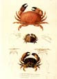 F. Cuvier - Cuvier Crustaceans Plate 11