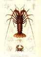 F. Cuvier - Cuvier Crustaceans Plate 46