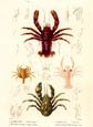 F. Cuvier - Cuvier Crustaceans Plate 47
