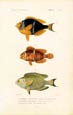 F. Cuvier - Poissons, Plate 32
