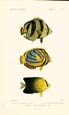 F. Cuvier - Poissons, Plate 37