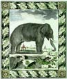Georges-Louis Buffon - Buffon Bull Elephant