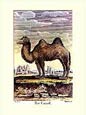 J.e Deseve - The Camel