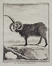 The Ram of Iceland