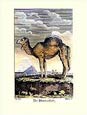 J.e Deseve - The Dromedary