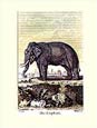 J.e Deseve - The Elephant