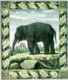 Georges-Louis Buffon - Buffon Elephant