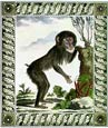 Georges-Louis Buffon - Female Mandrill Monkey