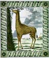 Georges-Louis Buffon - Buffon Giraffe II