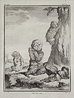 Jeunesais