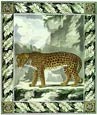 Georges-Louis Buffon - Buffon Leopard