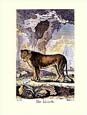 J.e Deseve - The Lioness