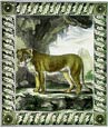 Georges-Louis Buffon - Buffon Lioness