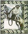 Georges-Louis Buffon - Mona Monkey