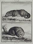 The Otter