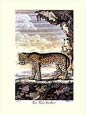 J.e Deseve - The Male Panther
