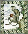 Georges-Louis Buffon - Rhesus Macaque Monkey