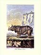 J.e Deseve - The Rhinoceros