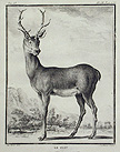 The Stag