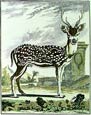Georges-Louis Buffon - Stag II