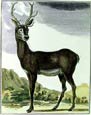 Georges-Louis Buffon - Stag I