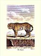 J.e Deseve - The Tiger