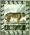 Georges-Louis Buffon - Buffon Tiger