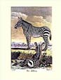 J.e Deseve - The Zebra