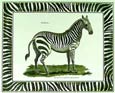 Georges-Louis Buffon - Female Zebra with Zebra Border