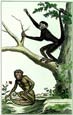 Diderot - Coaita and Sajou Monkeys