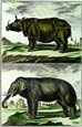 Diderot - Elephant and Rhino Pair
