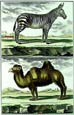 Diderot - Giraffe and Chevrotain Pair