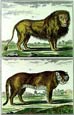 Diderot - Lion and Tiger Pair