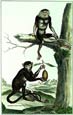 Diderot - Macaque and Douc Monkeys