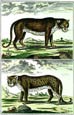 Diderot - Panther and Leopard Pair