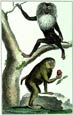 Diderot - Papion and Oanderou Monkeys