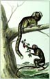 Diderot - Tamarin and Ovistiti Monkeys