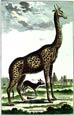 Diderot - Zebra and Camel Pair